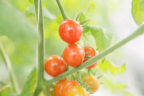 tomato02.jpg
